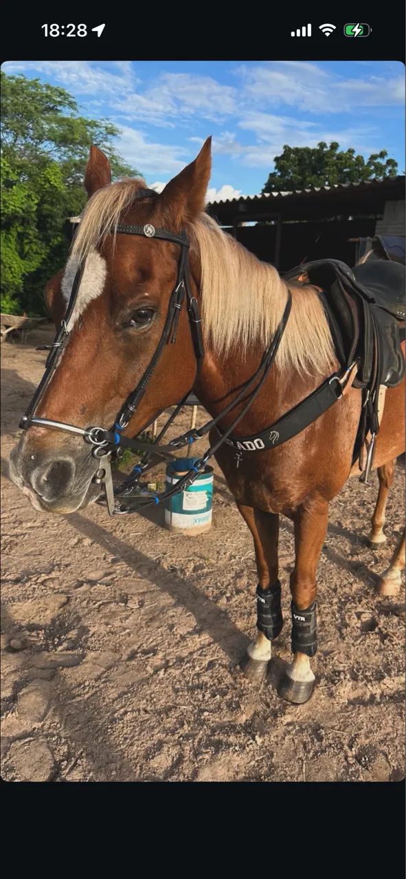 cavalo