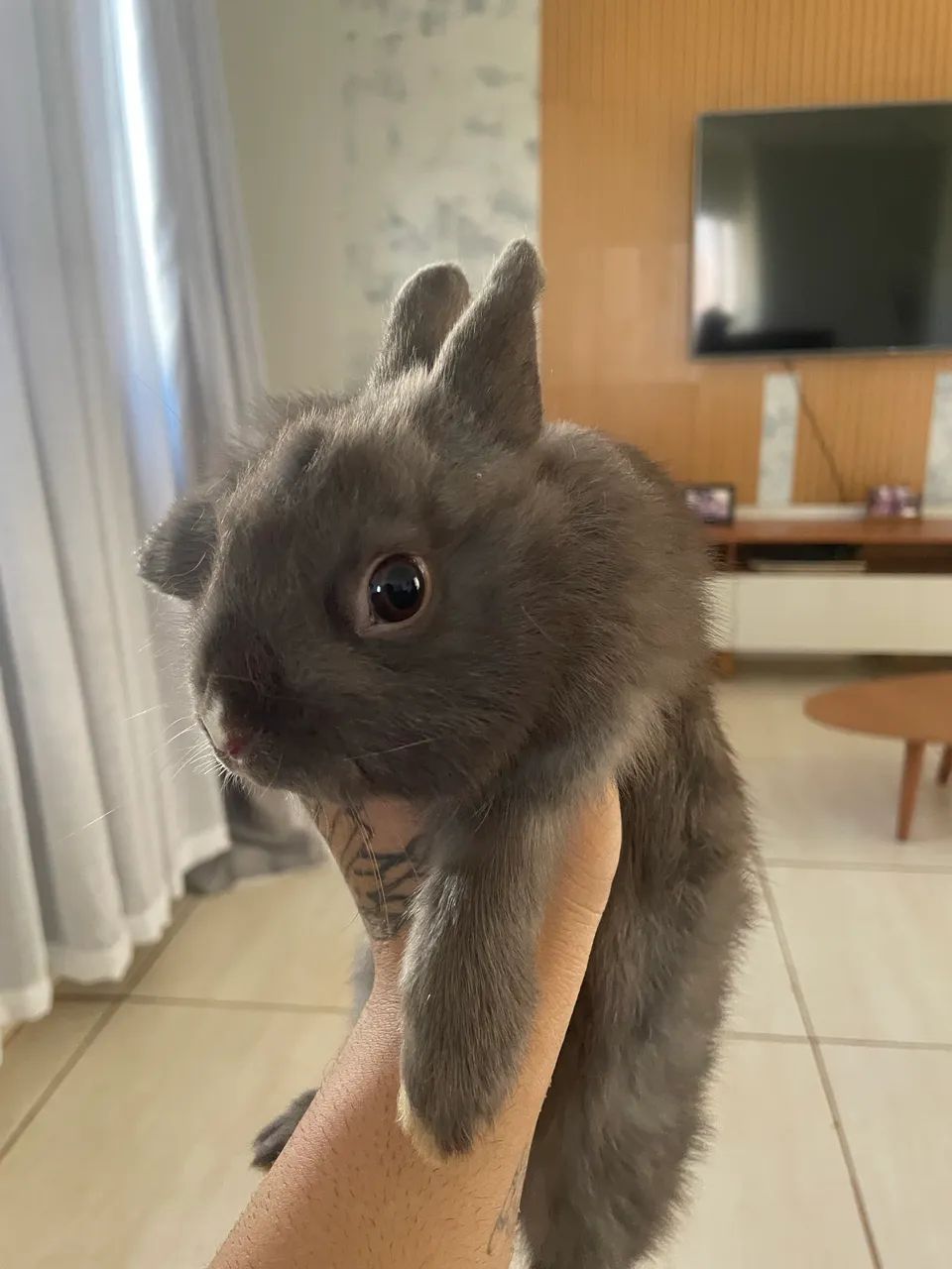 Mini Coelhos - Foto 2