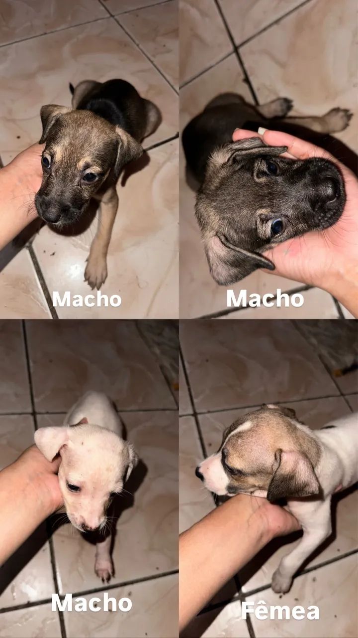 Doação de cachorros