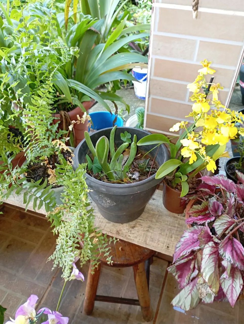Plantas e sementes 