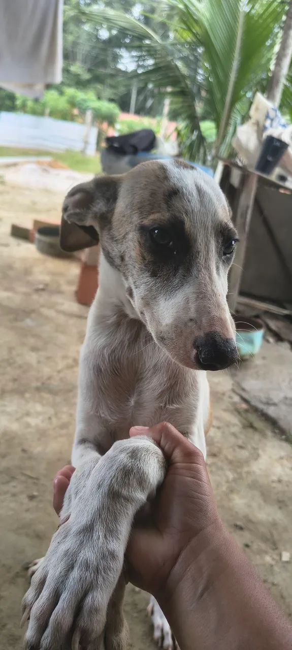 Doação  - Foto 4