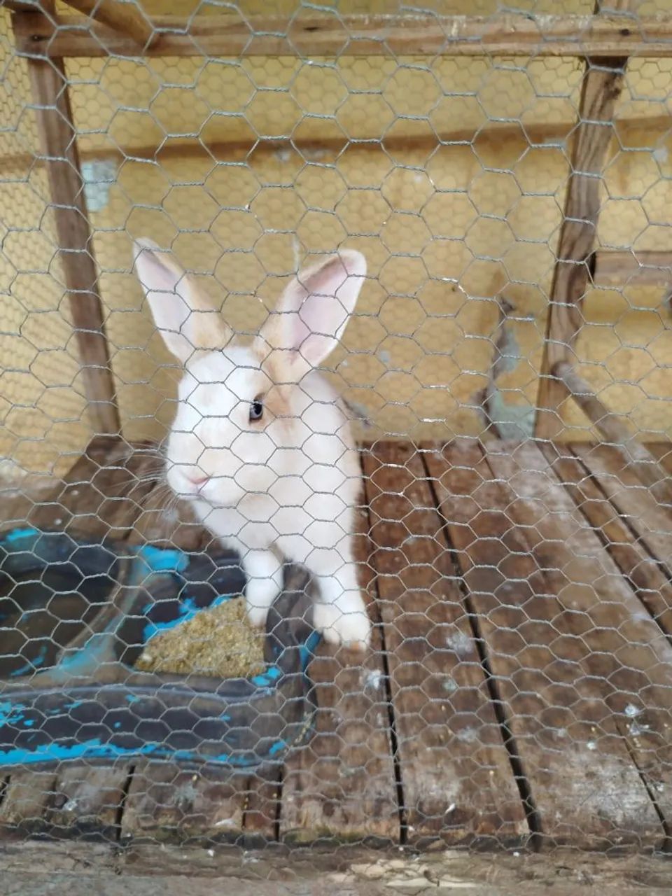 Vendo ou troco Coelho  - Foto 3