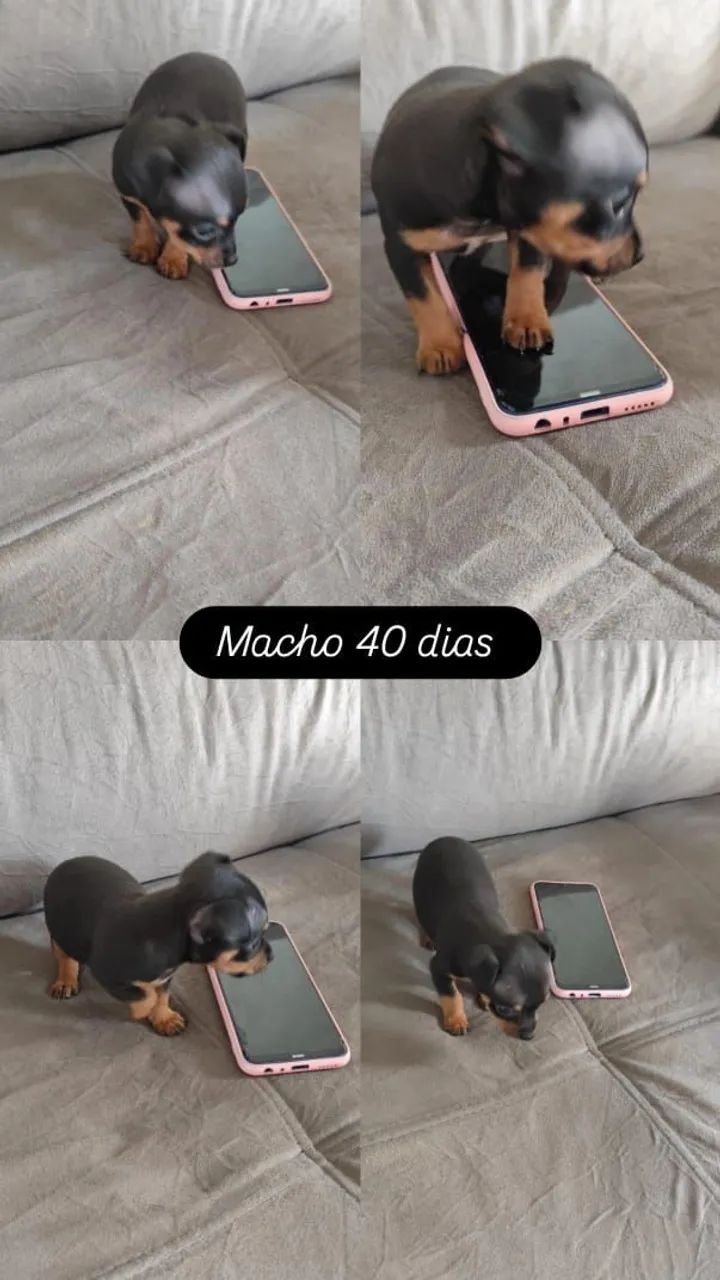 Pinscher Zero  - Foto 3