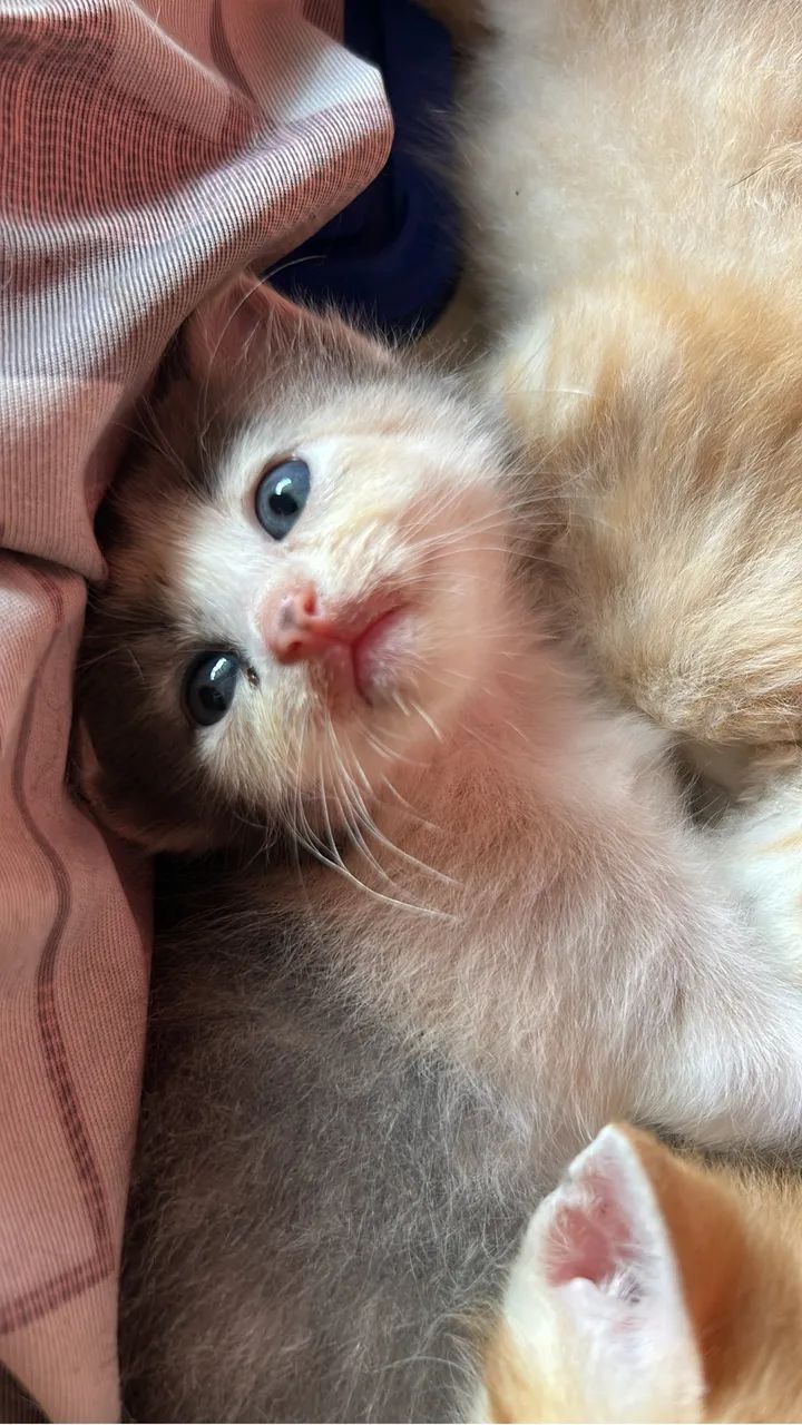 Gata  - Foto 3