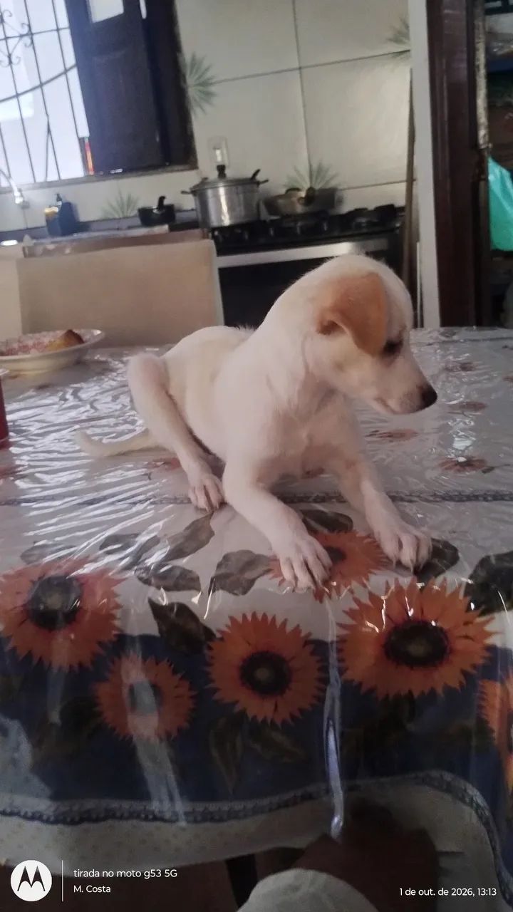 Me adota!! - Foto 4