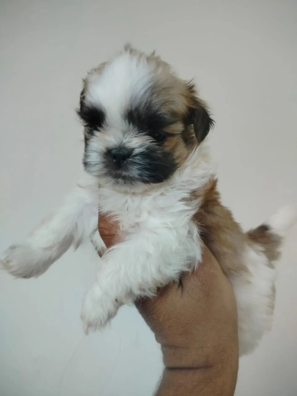 Shtzo mini  - Foto 2