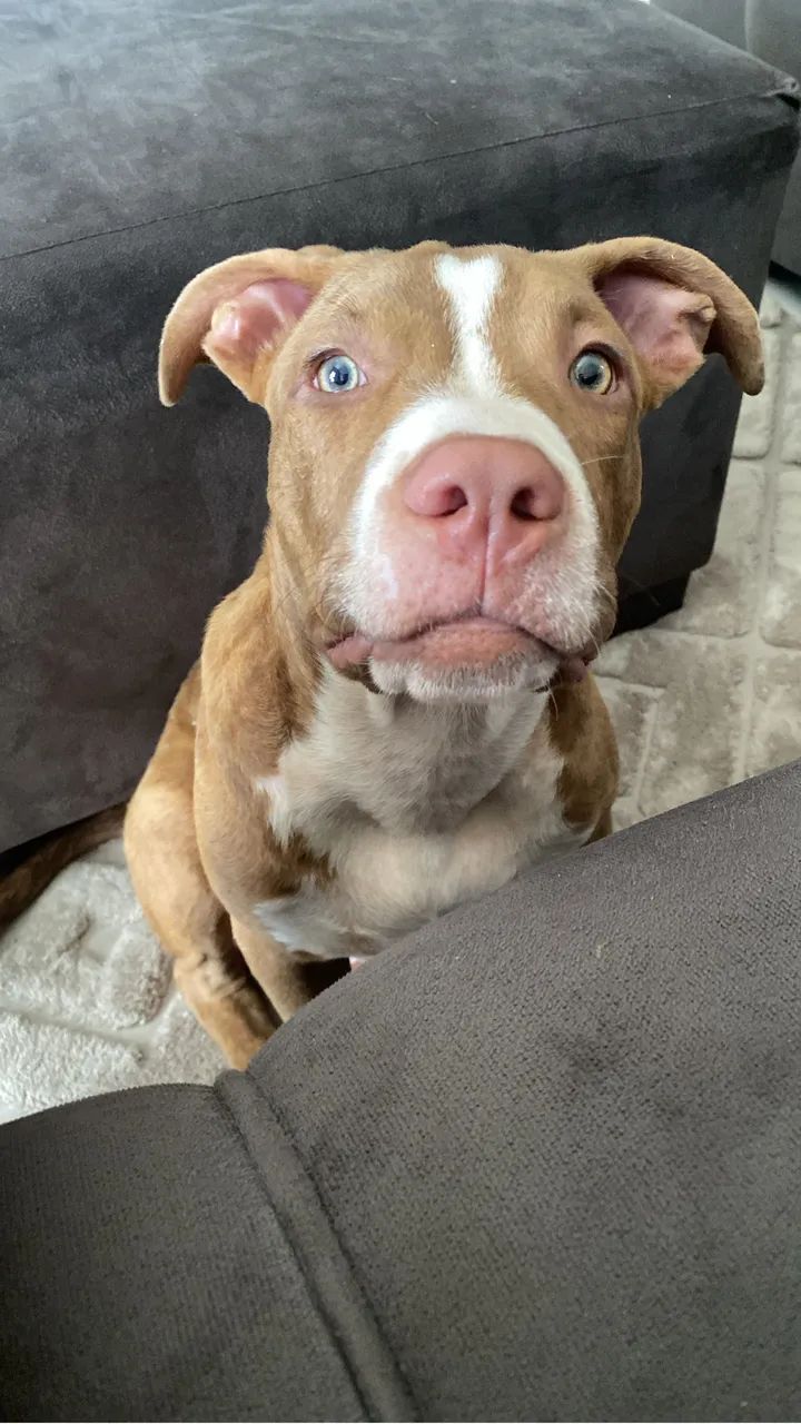 Vende se cachorro pitbull  - Foto 2