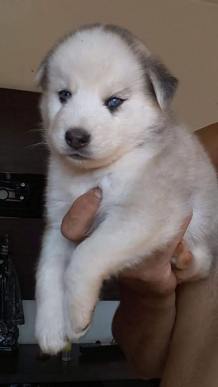 Husky lindos filhotes com Pedigree - Foto 5