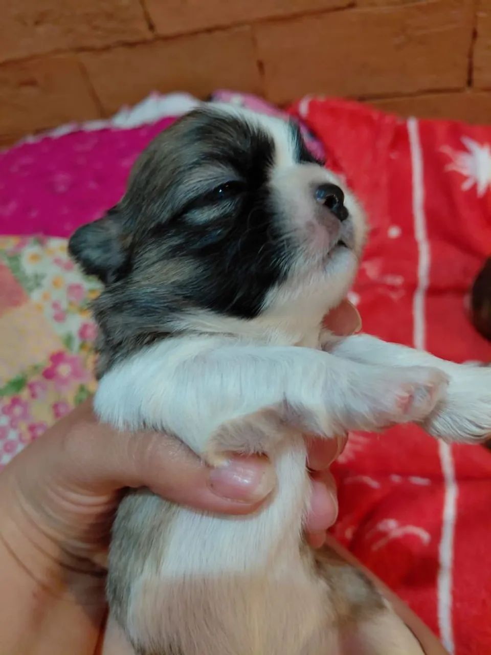 Shih Tzu Macho