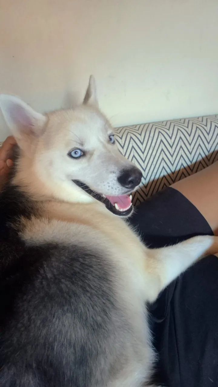 Namoro de cachorro - Foto 2