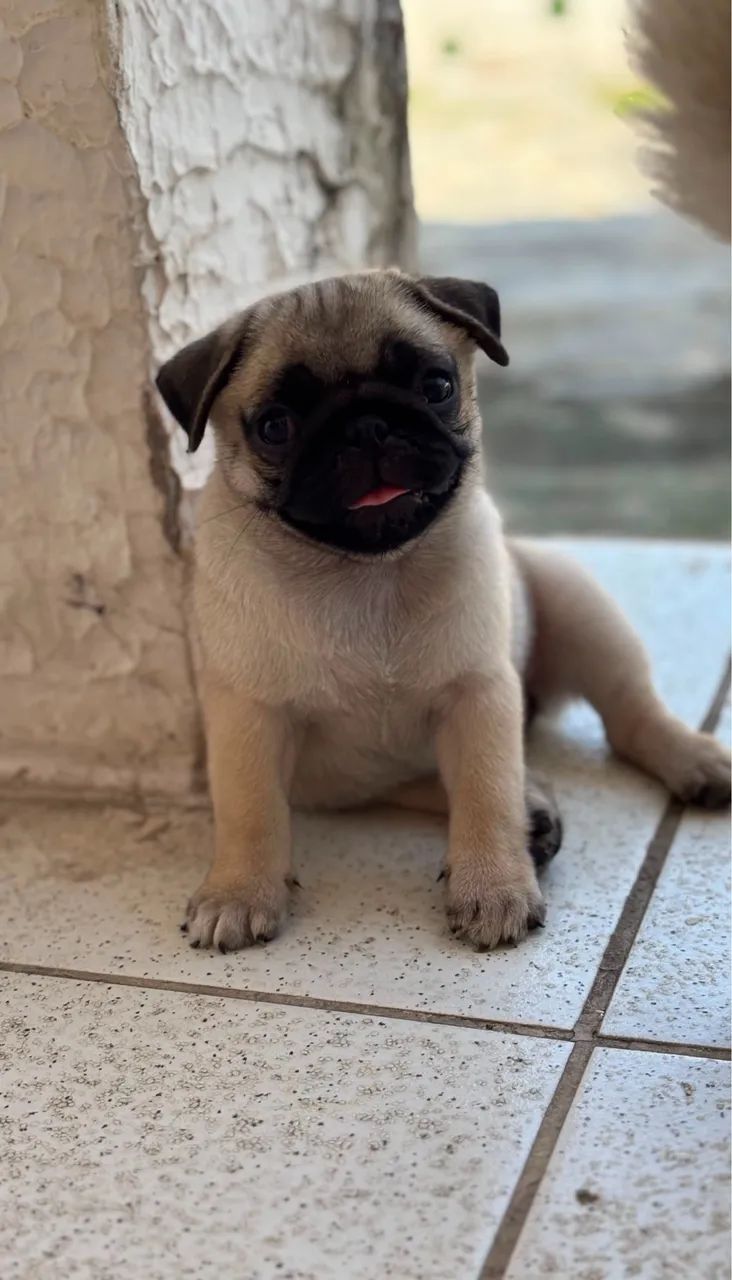 Filhotes pug - Foto 2
