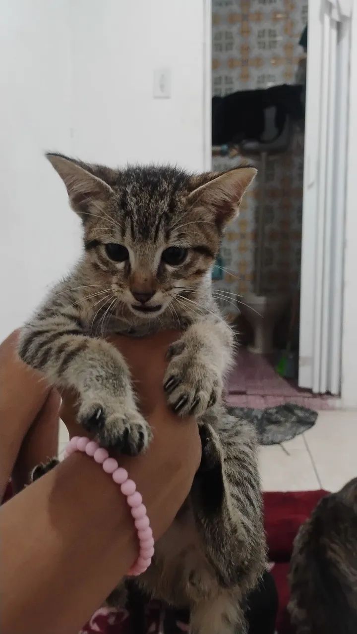 Doa-se gatinhos - Foto 5