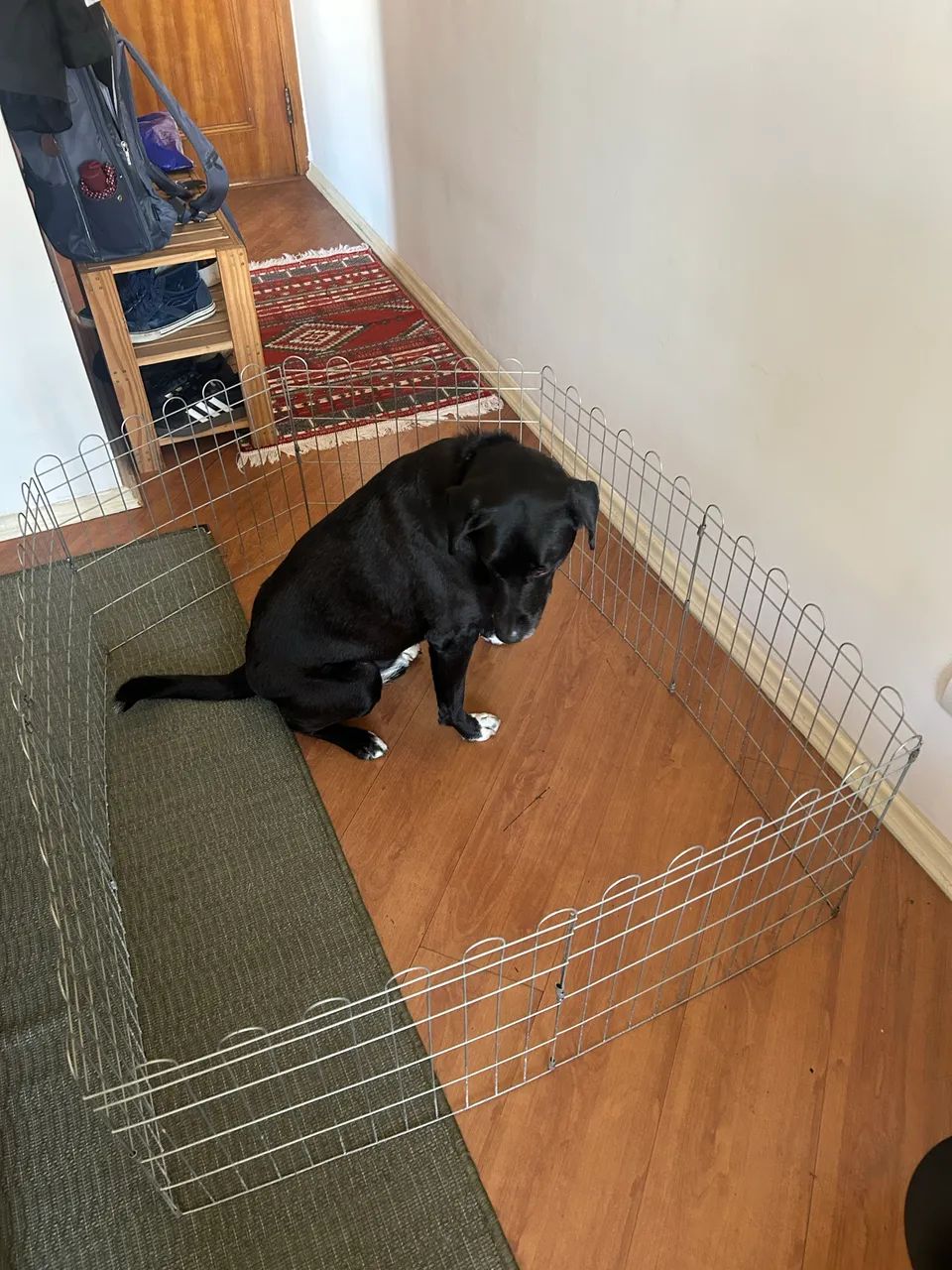 Grade para cachorro  - Foto 2