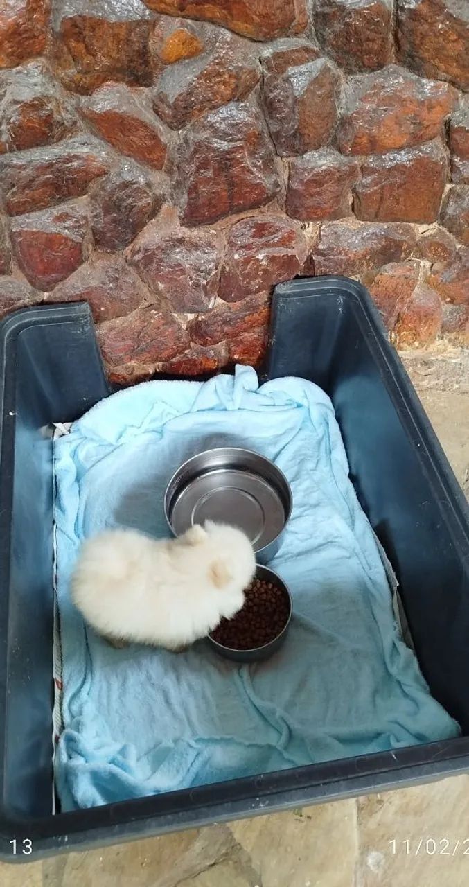 Lulu da Pomerânia micro macho - Foto 3