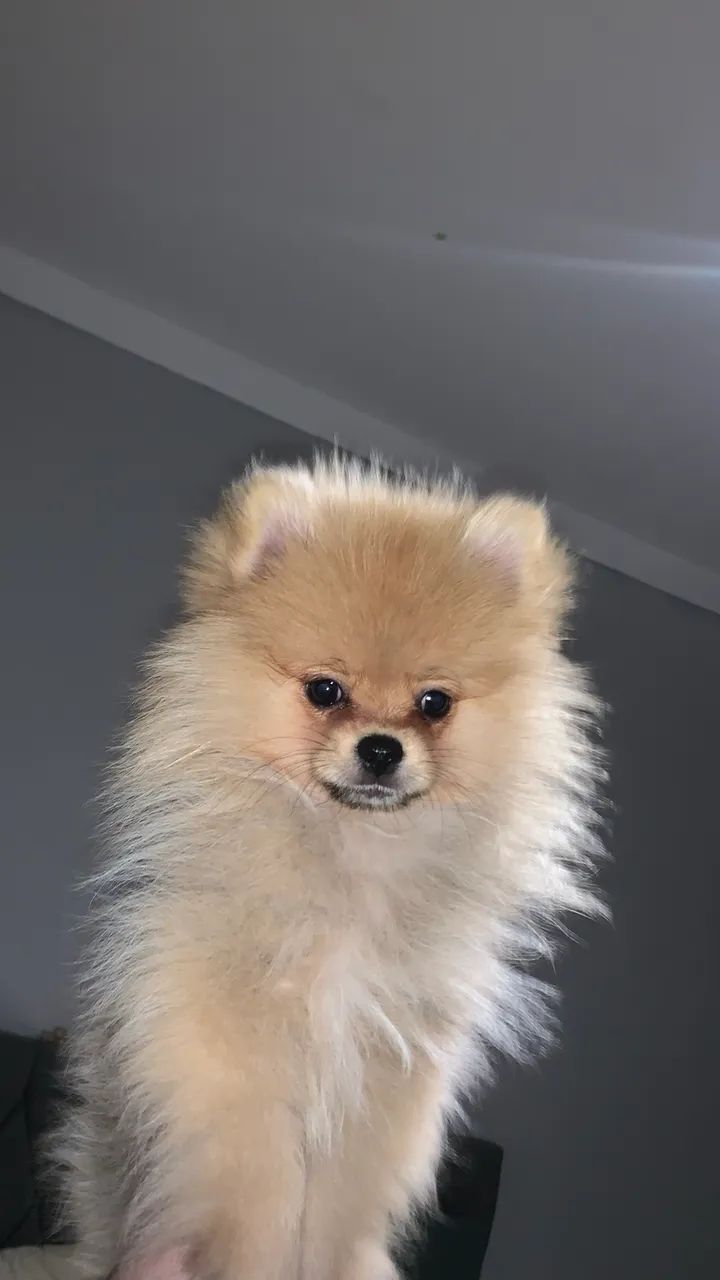 Lulu da Pomerania