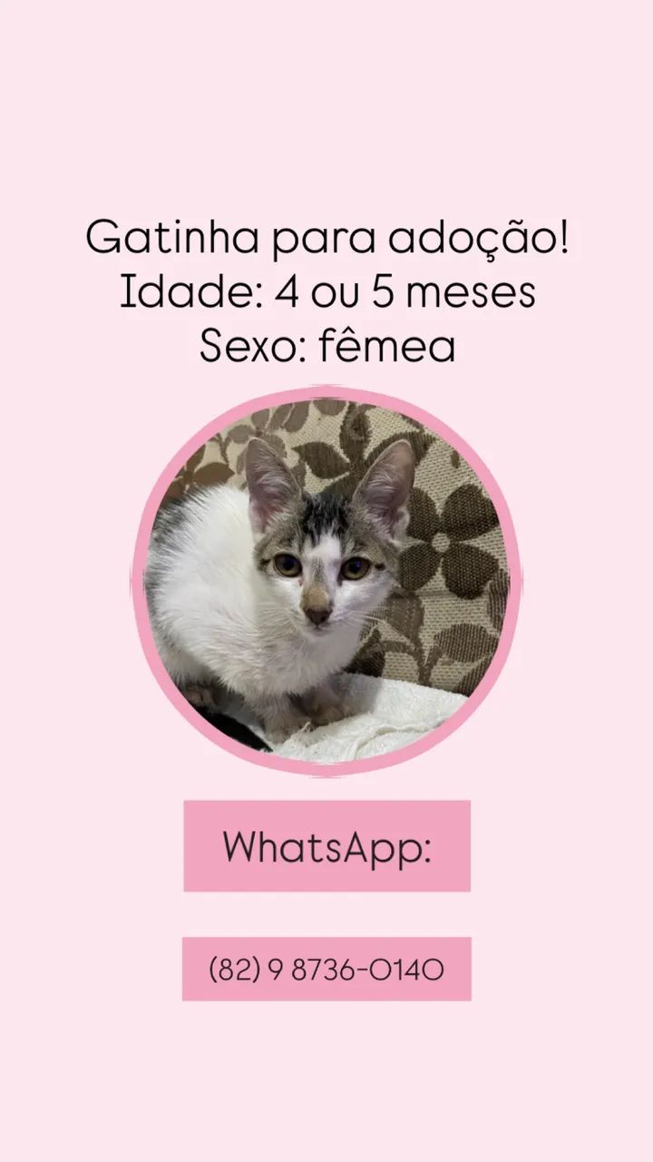 Gata para adoção!