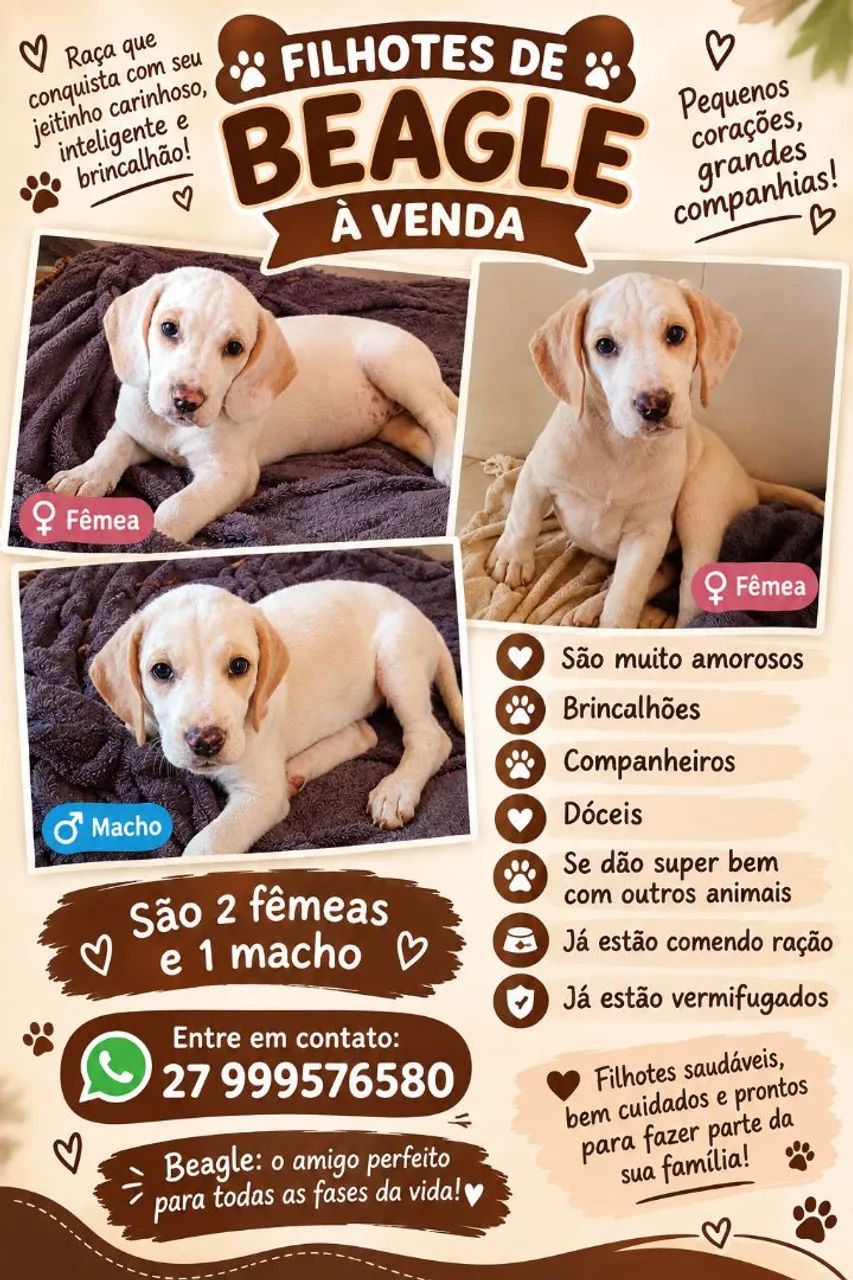 Filhotes de beagle à venda