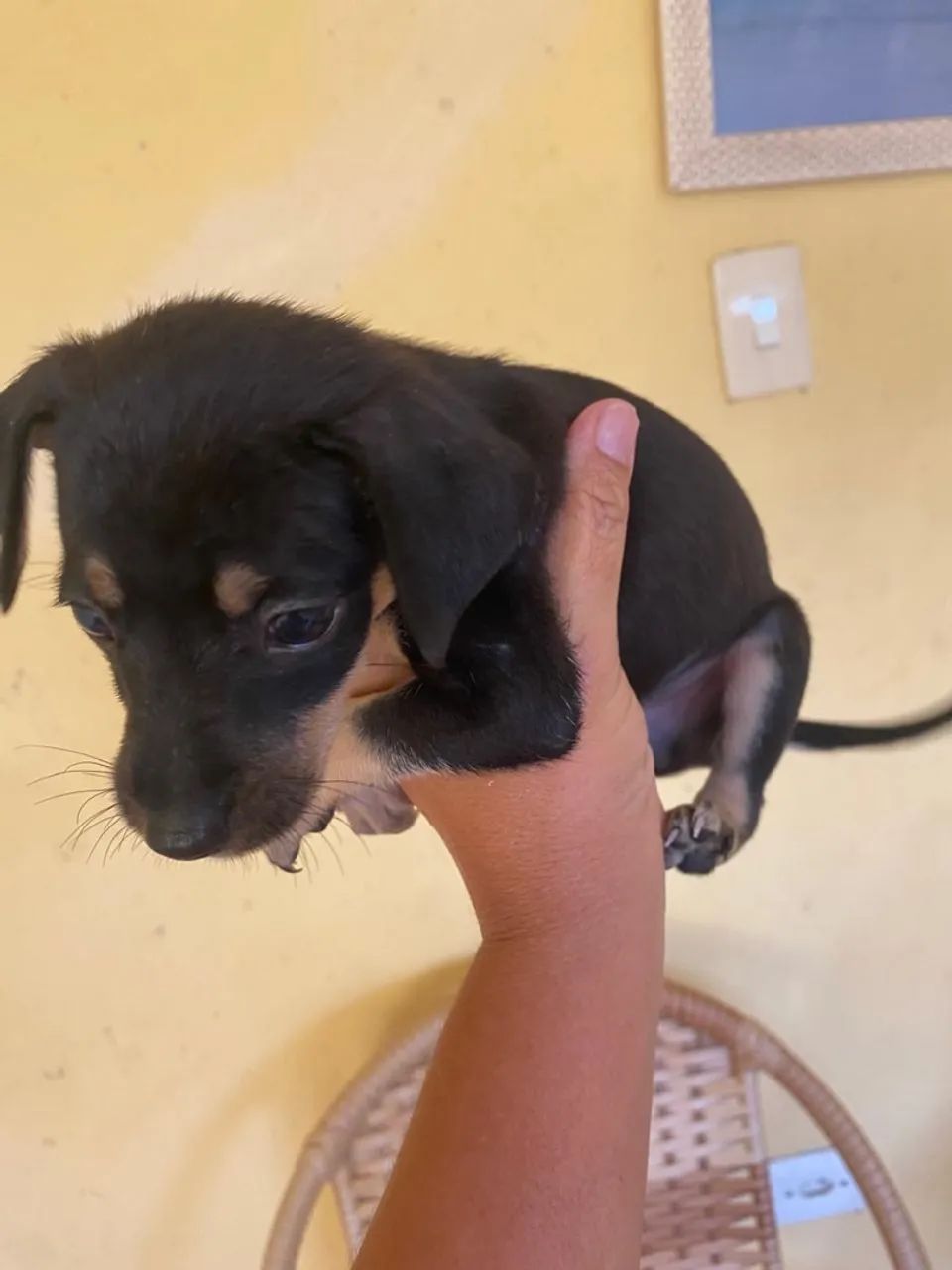 Pinscher 1  - Foto 2