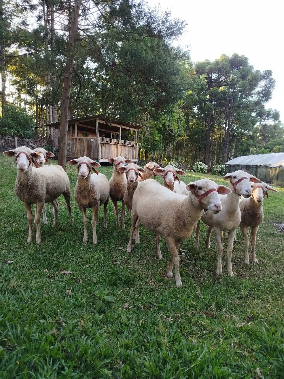 Ovelhas com 15 meses - 9 un