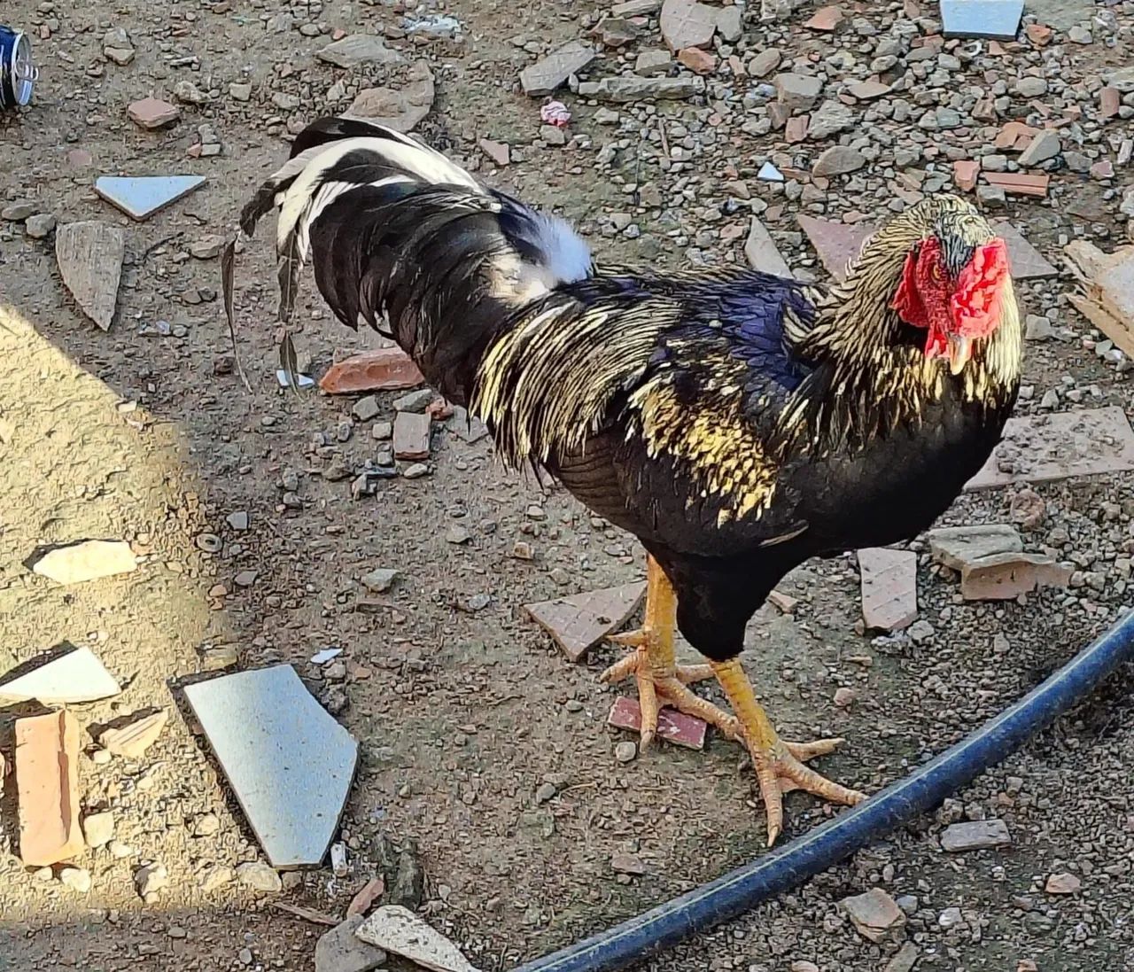 Vendo um galo caipira 