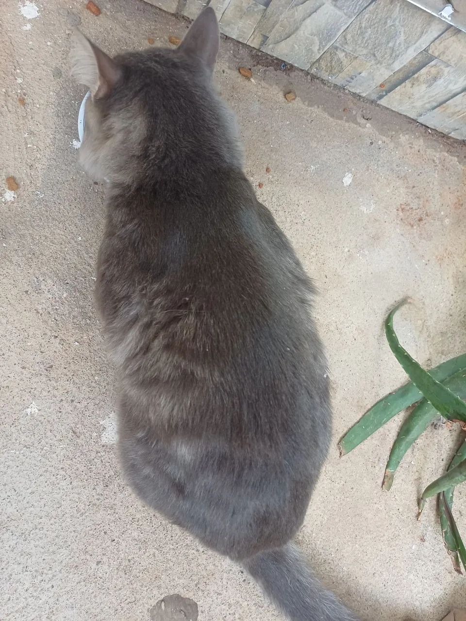 Gato 
