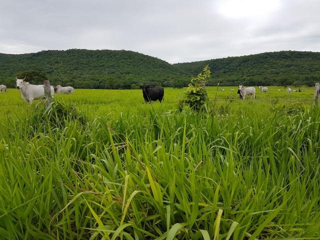 Fazenda de 34385 hectares em MT - Foto 12