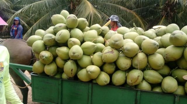 Venda de coco verde e coco seco