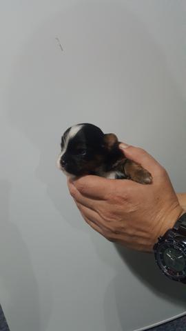 Vendo York Biewer micro - Foto 2