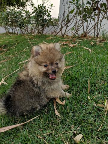 Spitz Alemão Lulu da Pomerânia lindas cores - Foto 2