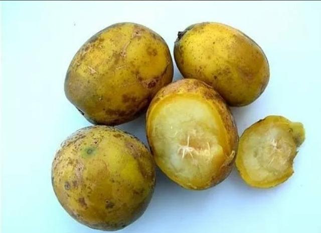 Vendo muda de cajarana - Foto 3