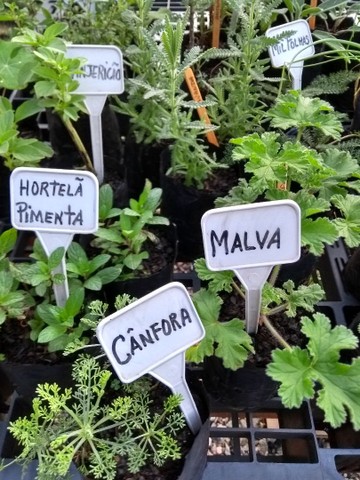 MUDAS DE TEMPEROS ORGÂNICOS