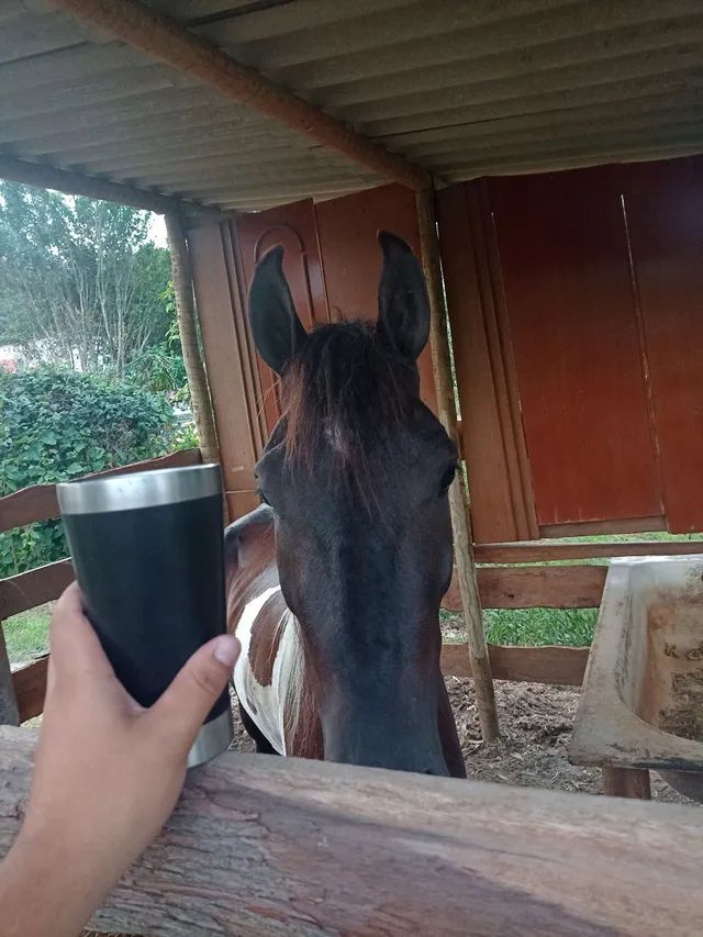 Cavalo pampa de preto de marcha picada  - Foto 5