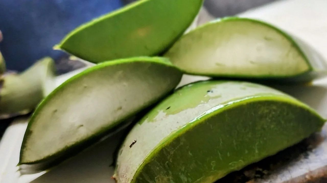 Aloe vera  - Folhas frescas de Babosa 500g 