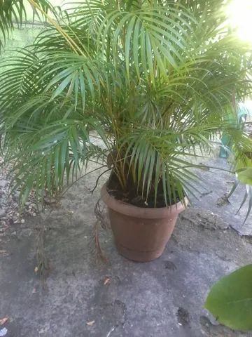 vendo  coquerinho de jardim - Foto 2