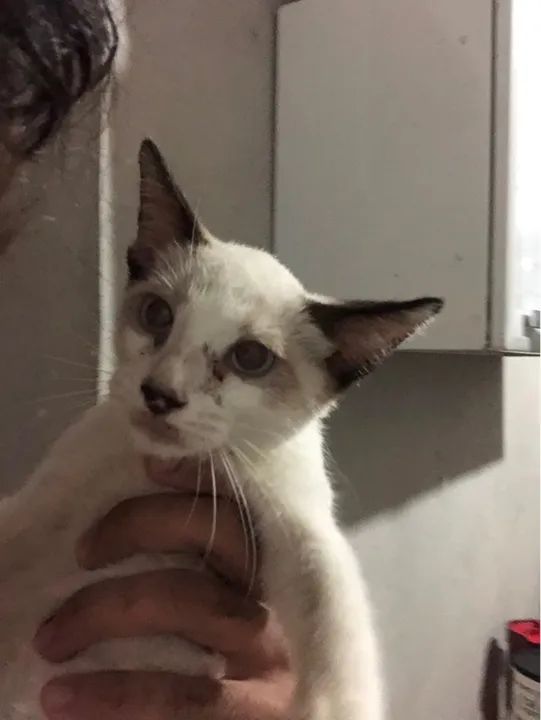 Gatinho Siames lindo para adoção - Foto 3