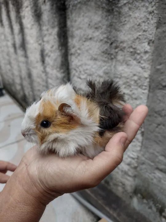 Porquinho da índia  - Foto 5