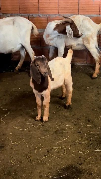 Cabrito reprodutor Boer puro desmamado - Foto 4