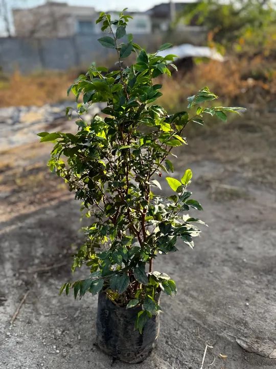 Mudas de plantas em atacado 