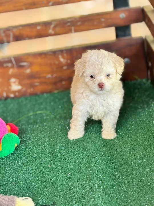 Os machinhos cacheados 