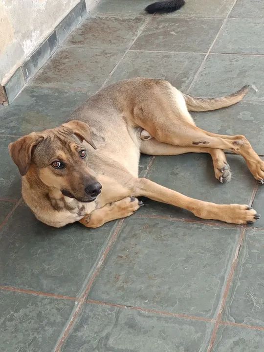 Adoção Responsável Urgente!  - Foto 3