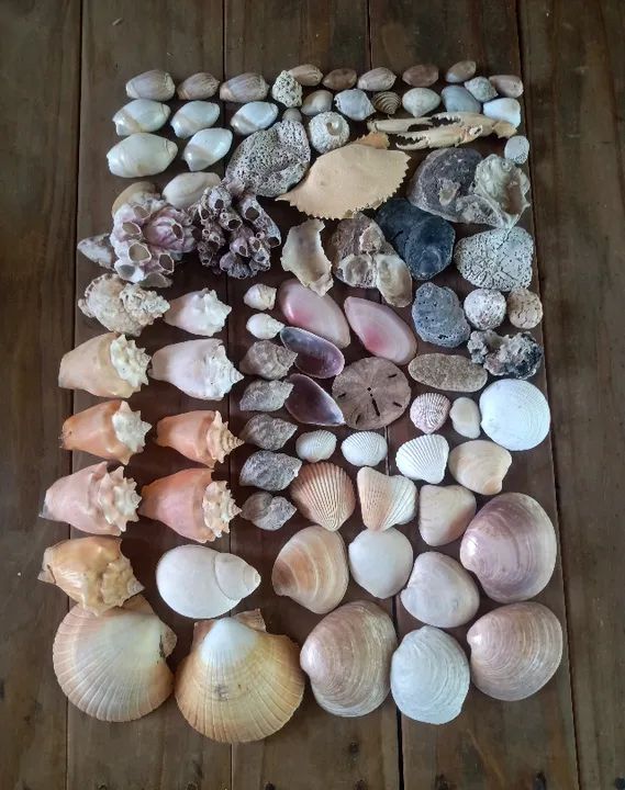 Conchas marinhas - Foto 2