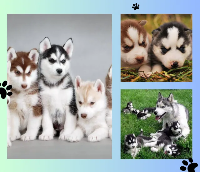 Husky Siberiano Linha Premium com Garantias e Suporte Pós-Venda!