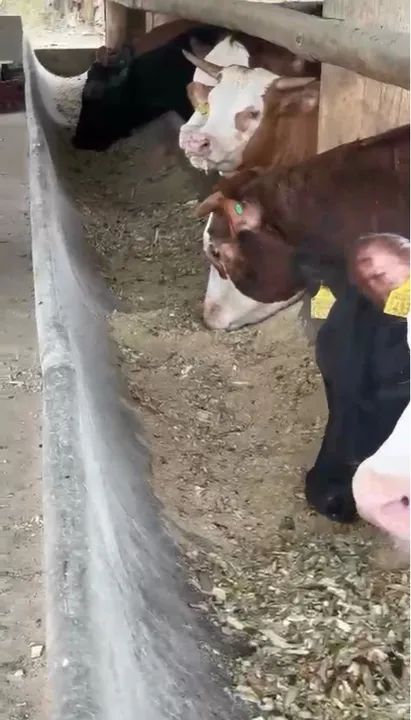 Pupunha Triturada R$0,10 o KG - Foto 5