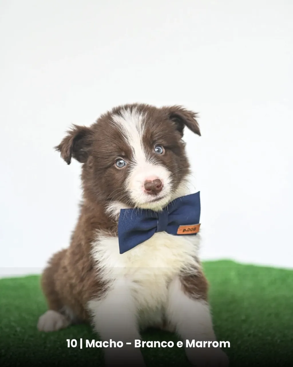 Filhote de Border Collie Macho - Branco e Marrom