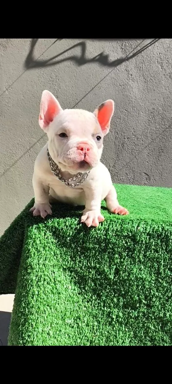 Filhote de Américan Bully Exótico micro