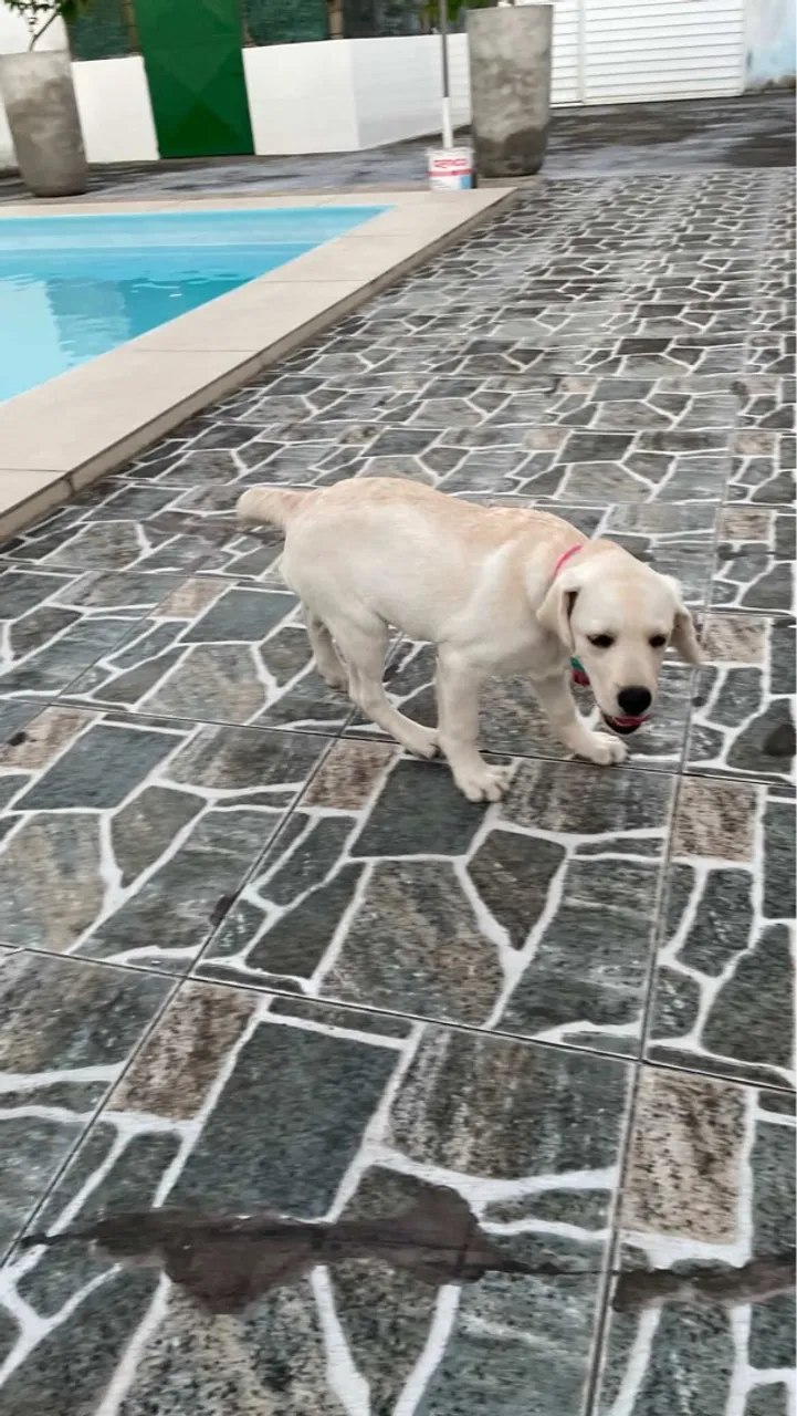 Filhote de Labrador