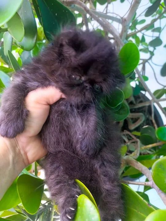 FILHOTE DE PERSA SHOW MACHO  - Foto 3