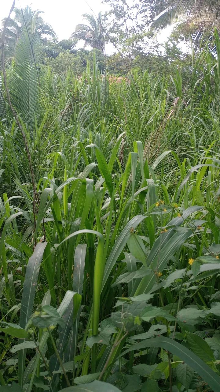 Fazenda 400 Ha Asfalto Energia Água Internet Região Desenvolvida - Foto 5