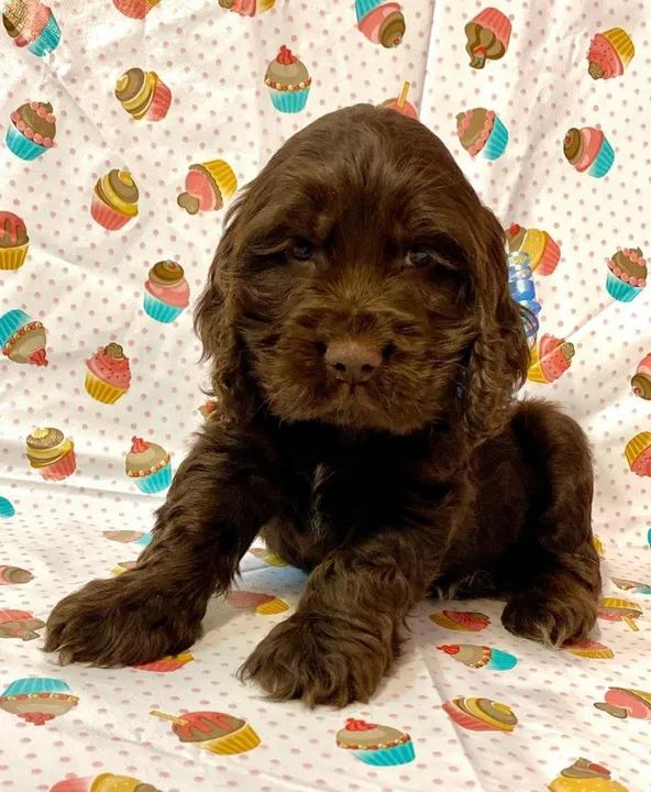 Cocker Spaniel ingles dourados lindos  - Foto 3