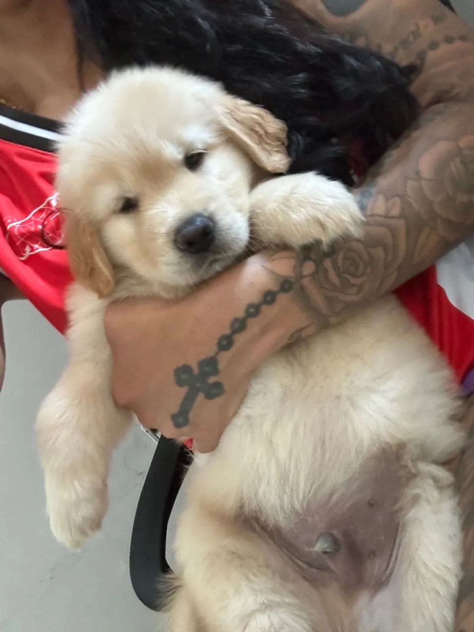 Golden Retriever Macho disponível